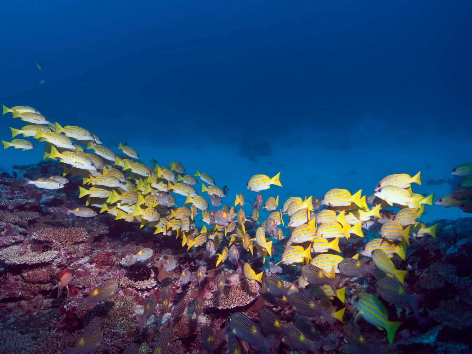 Dykkerferie på Maldiverne, koralfisk