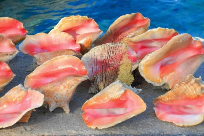 bahamas seashells