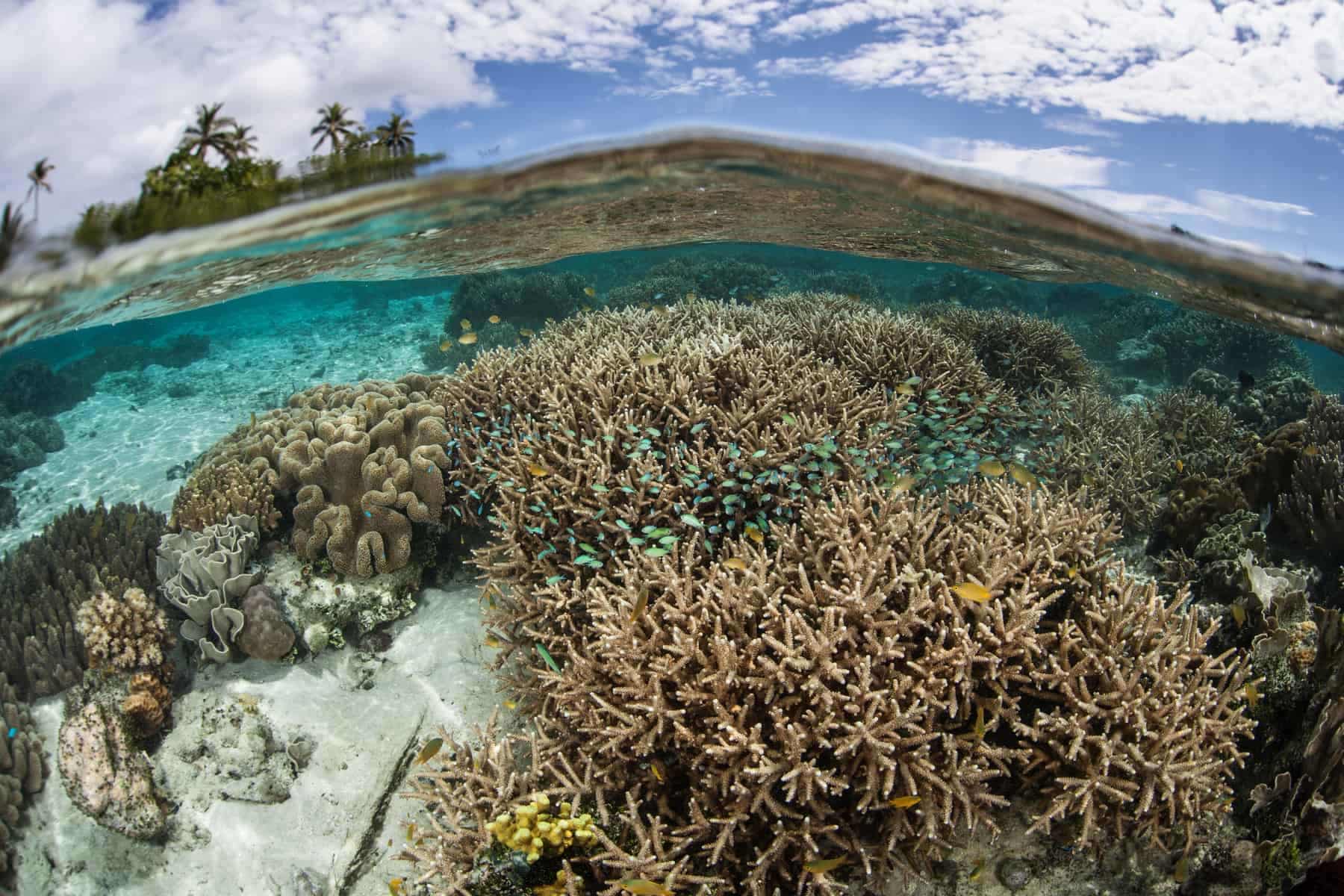 Melanesien, koralrevMelanesien, koralrev