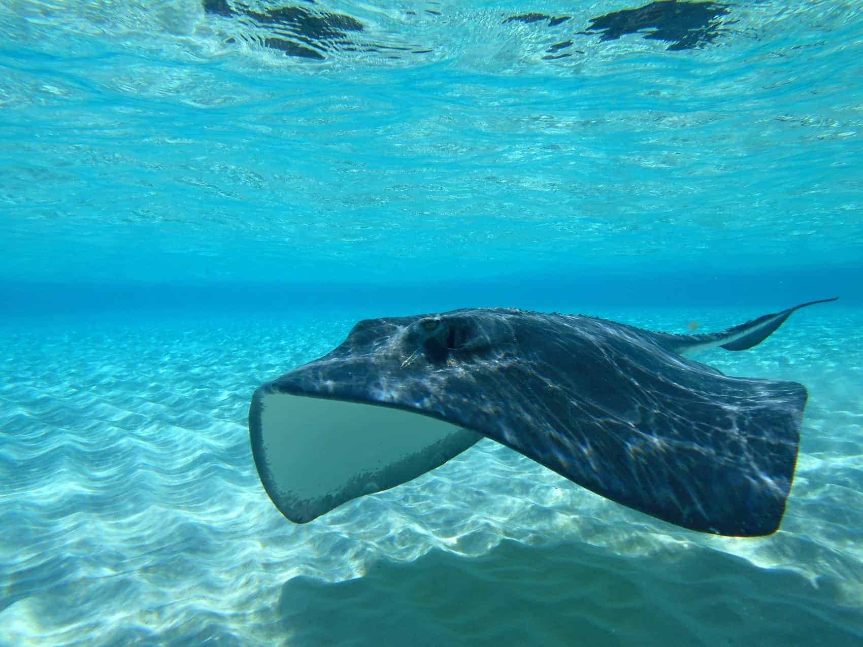 grand Cayman perfekt for en dykkertur her en Island sting ray