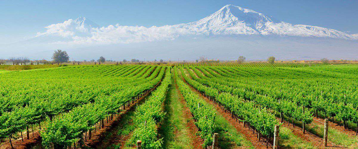 koof Armenia wine