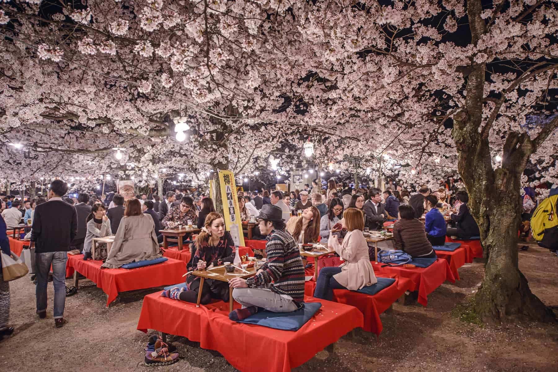 KYOTO, JAPAN. People enjoy the spring season by partaking in nighttime Hanami festivals. The annual festivals coincide with the seasonal blooming of the cherry blossoms.