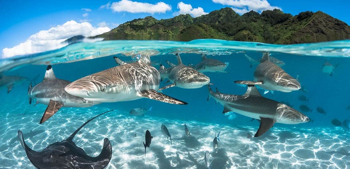 Tahiti feeding sharks