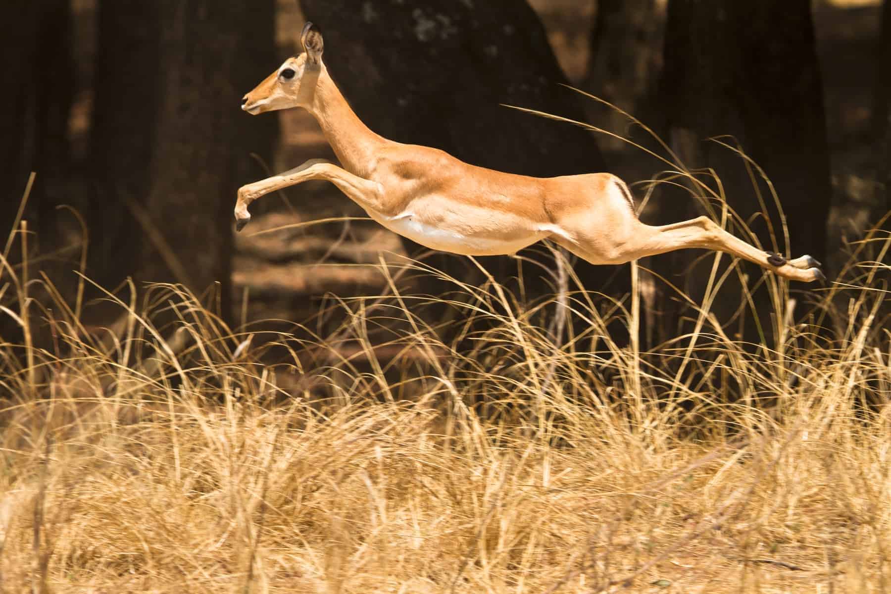 Angola, Wild Impala