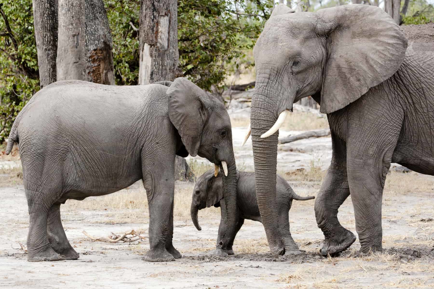 Baby elephant between mother and brother, Okavango Delta, Botswana, Africa