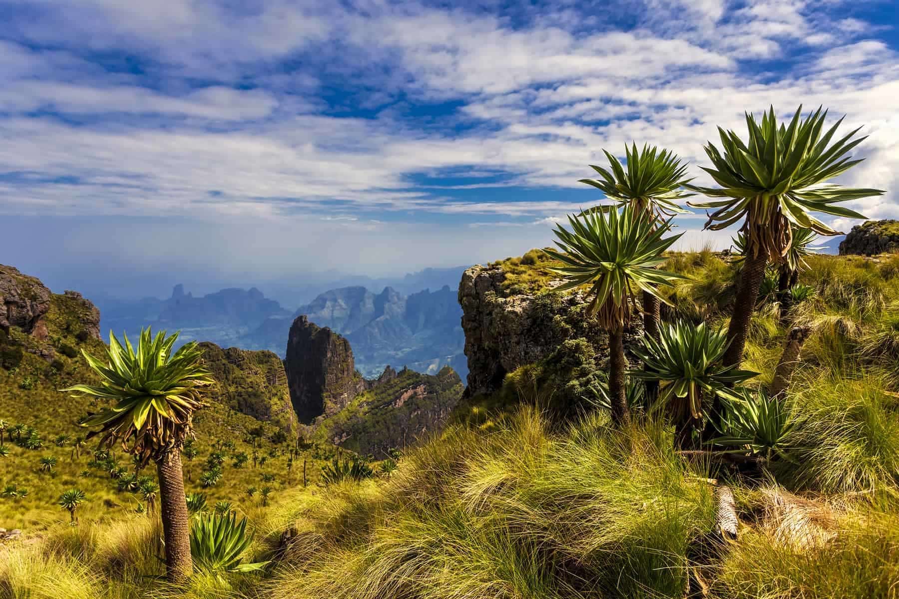 Ethiopia. Simien Mountains National Park. Imet Gogo peak and Giant Lobelia in the foreground