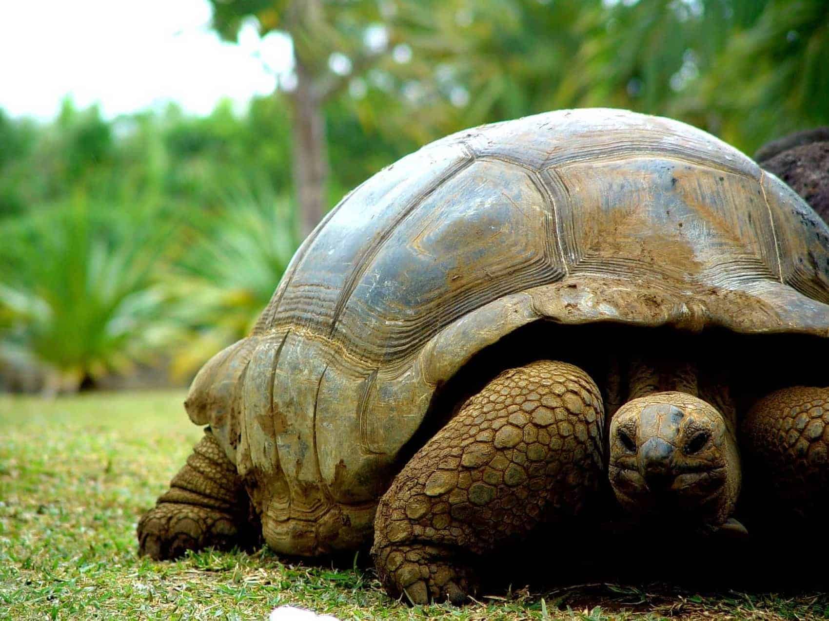 Mauritius turtles