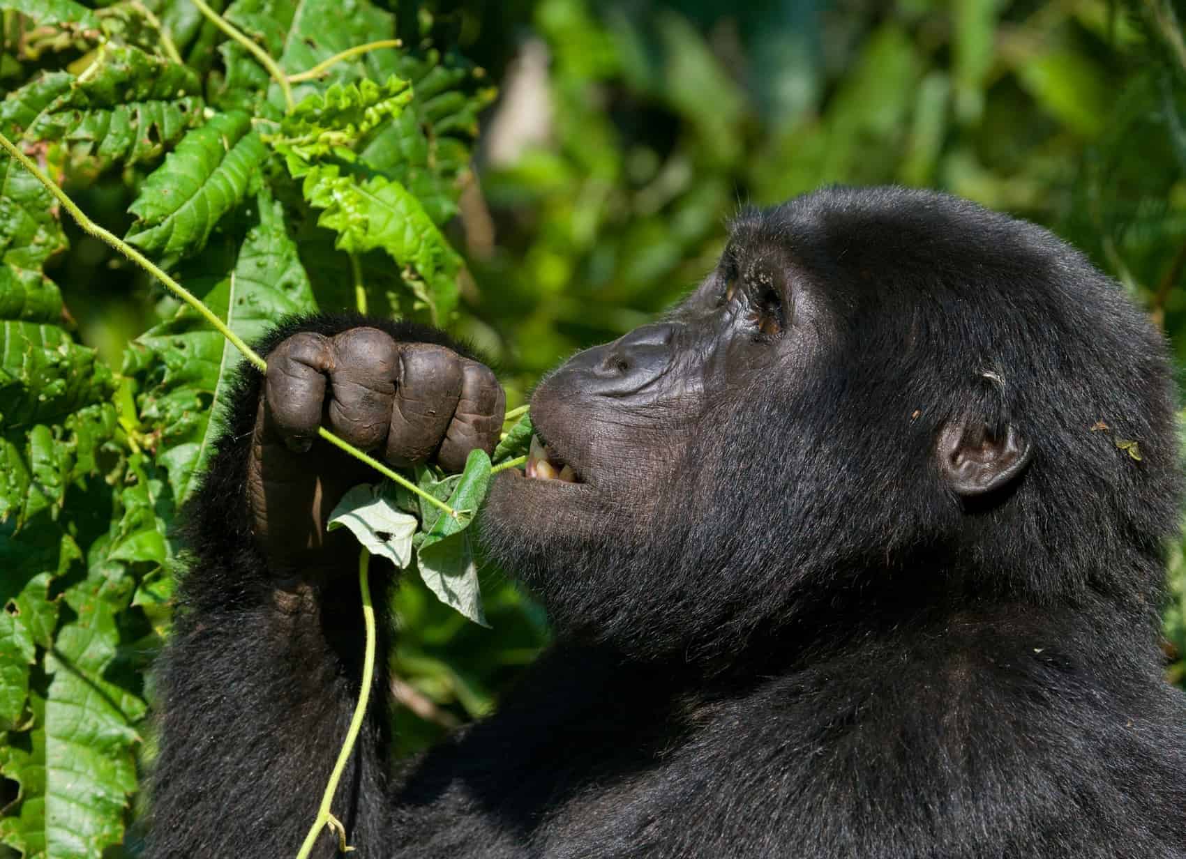 Mountain gorilla eating plants. Uganda. Bwindi Impenetrable Forest National Park. An excellent illustration.