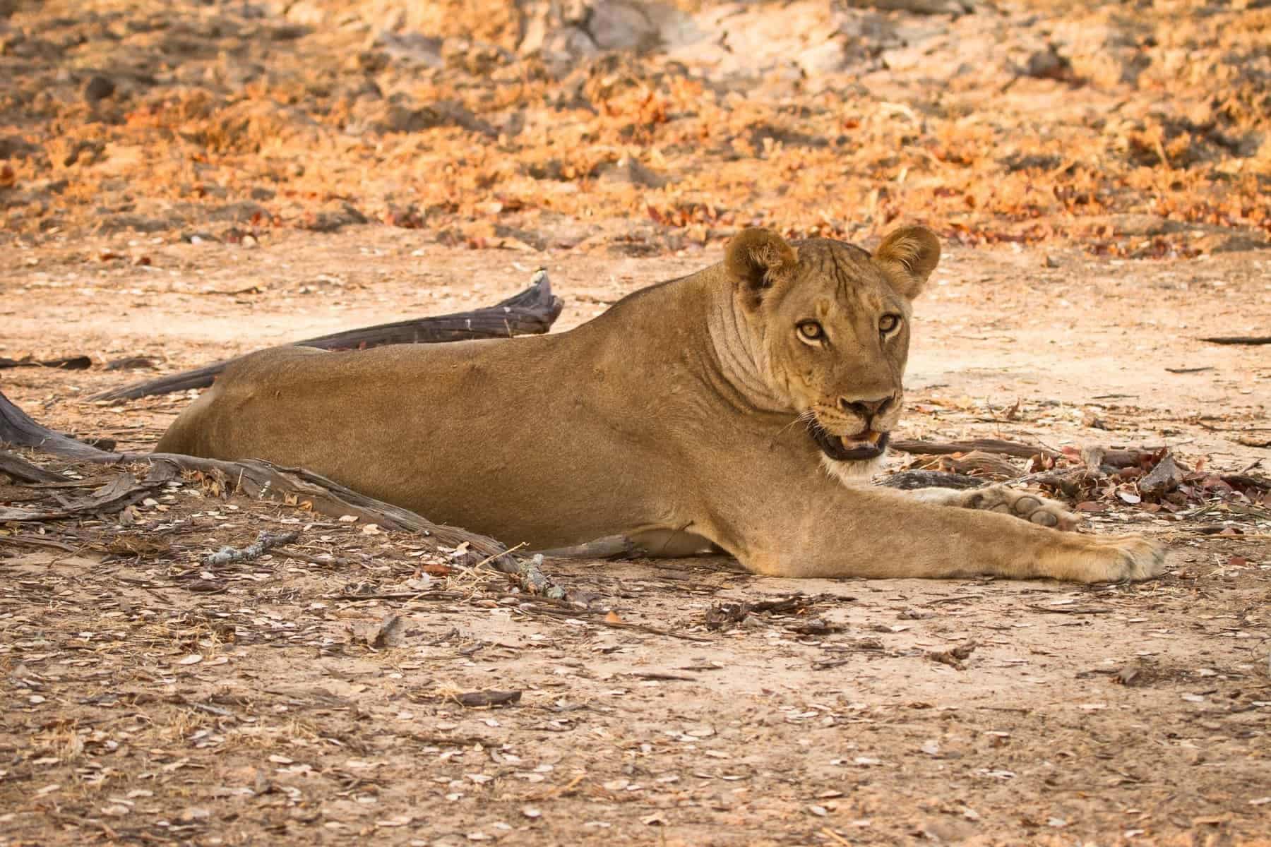 Zambia Africa Lion , safari South Luangwa
