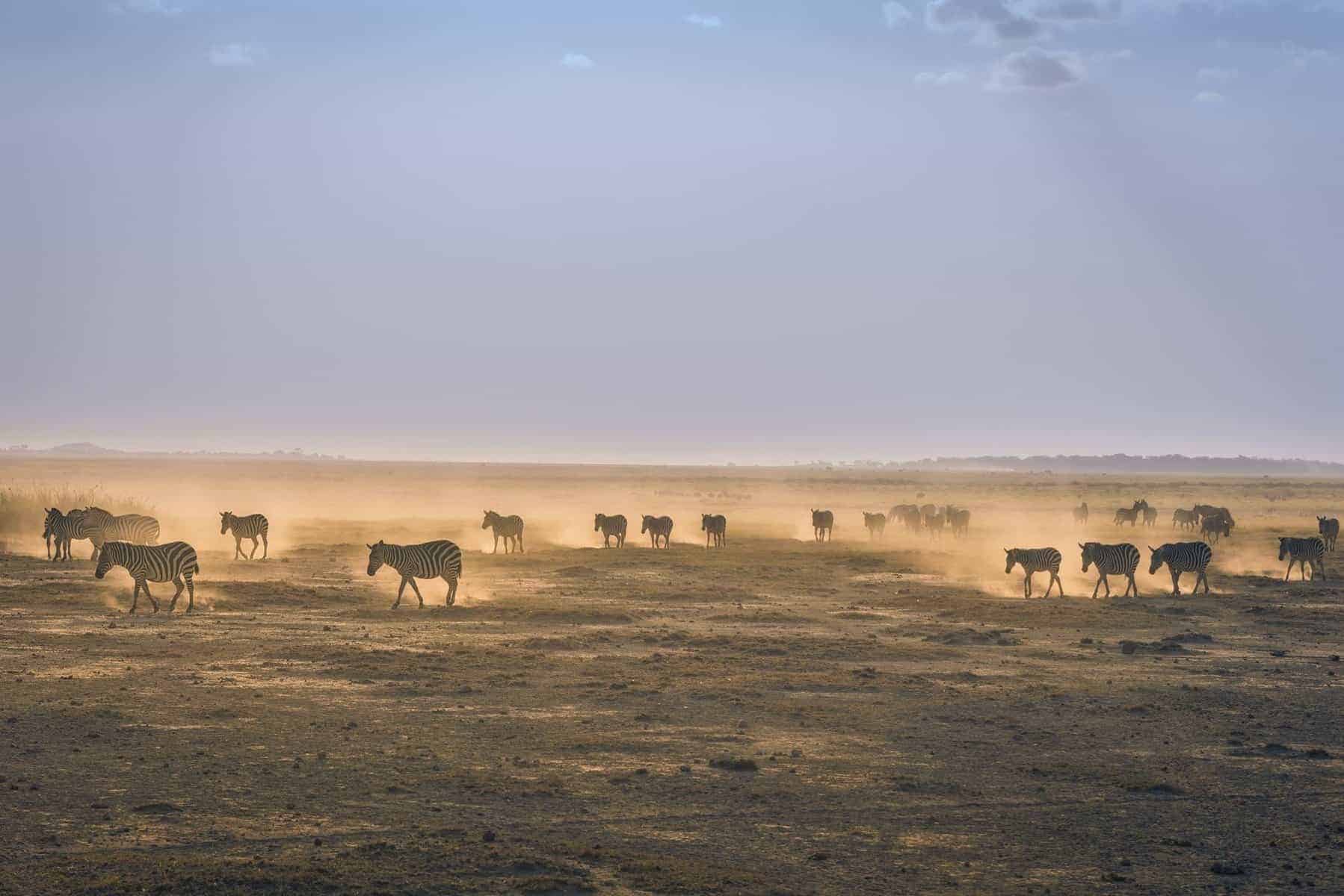 Amboseli National Park, Kenya zebras