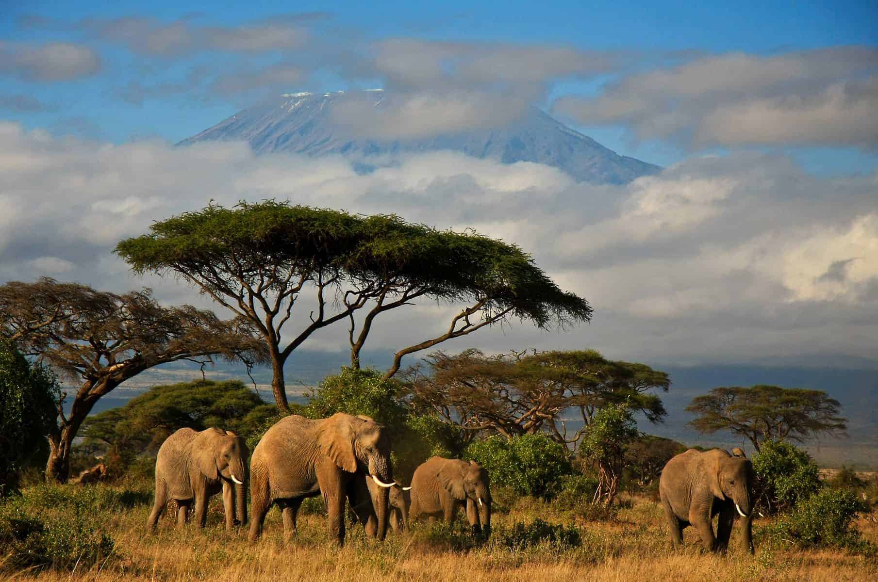 An elephant family walking in front of Mt. Kilimanjaro