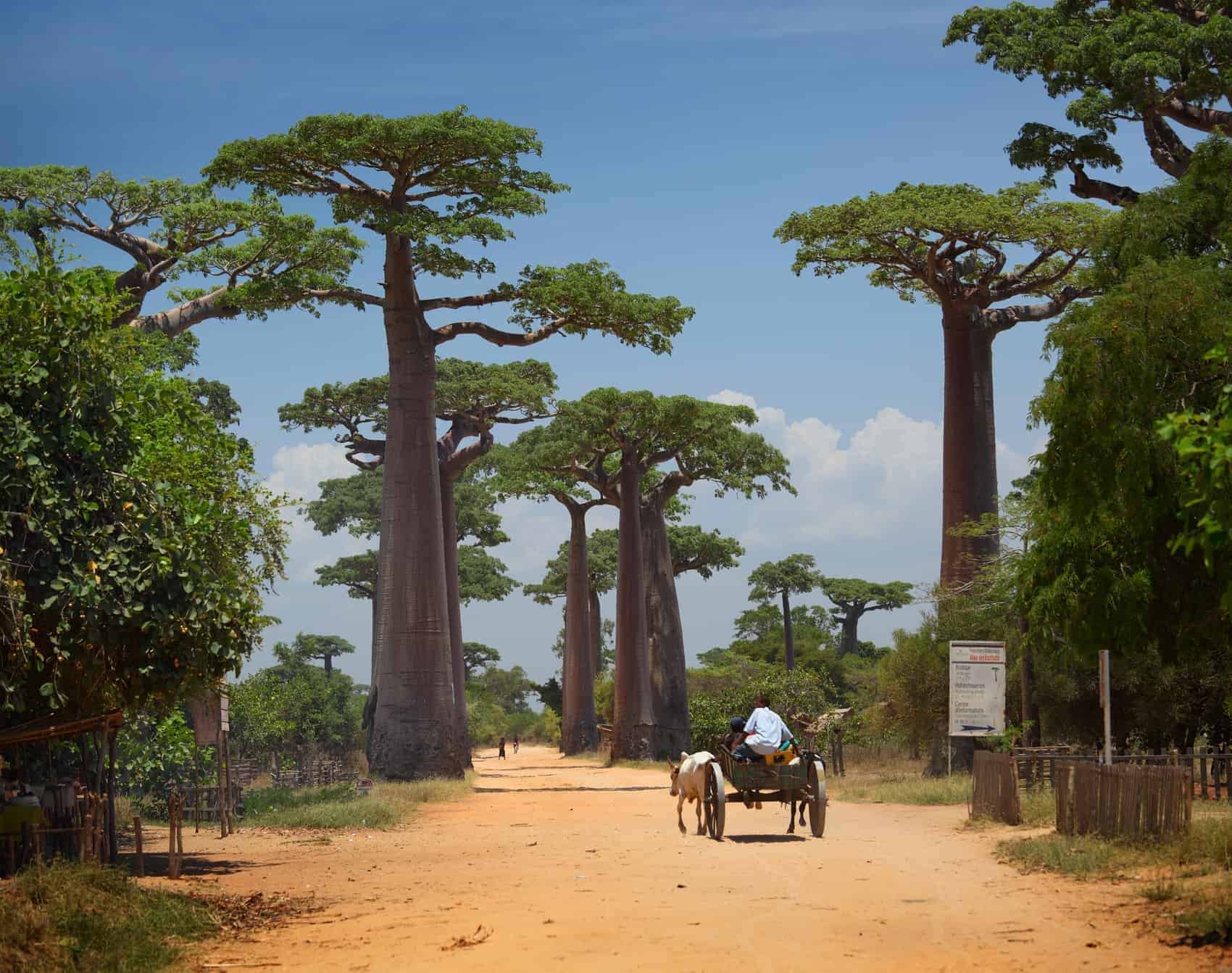 Baobabs and rural road in Africa at sunny day. Madagascar