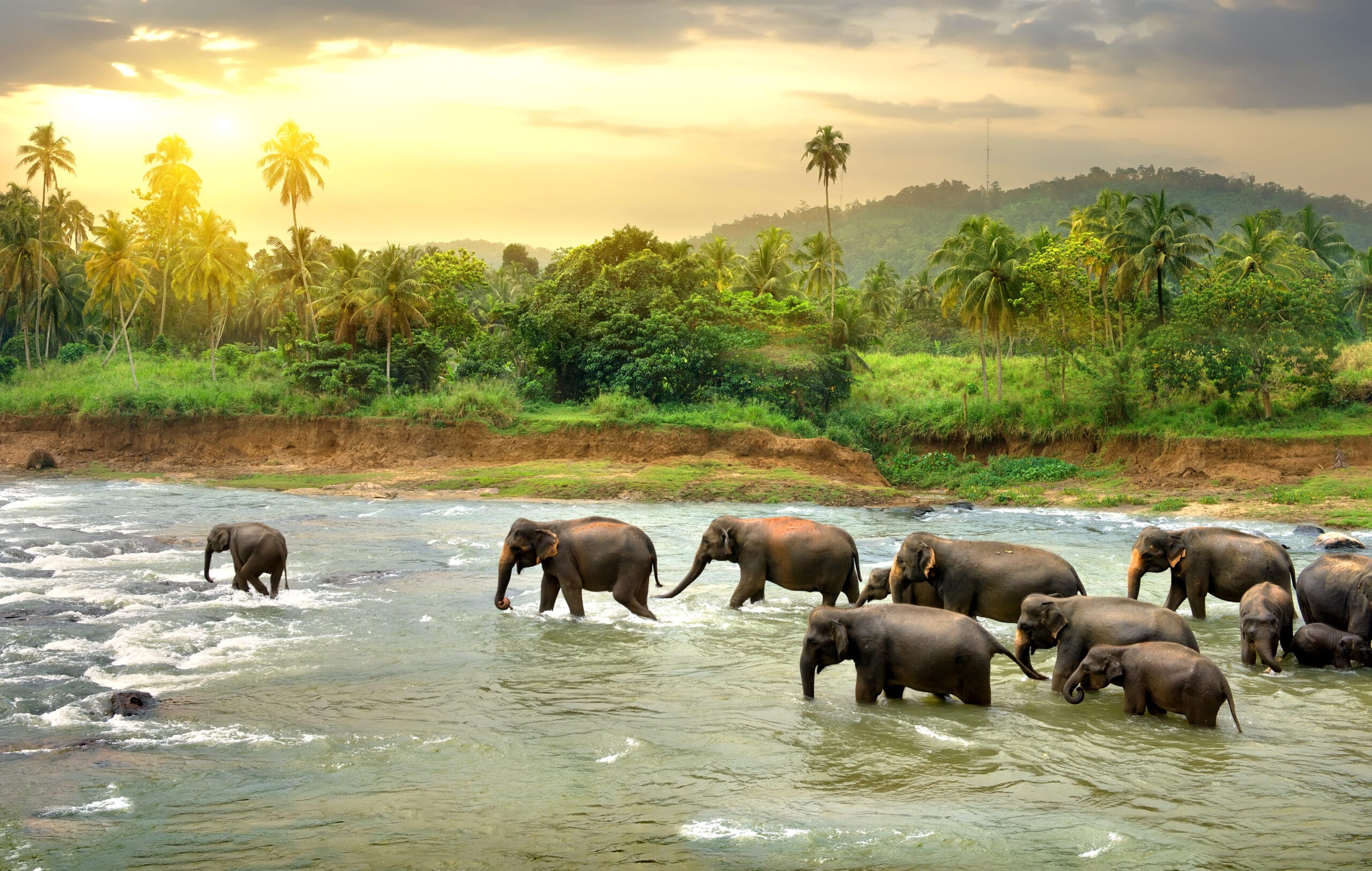 Elefanter i brusebad, Sri Lanka