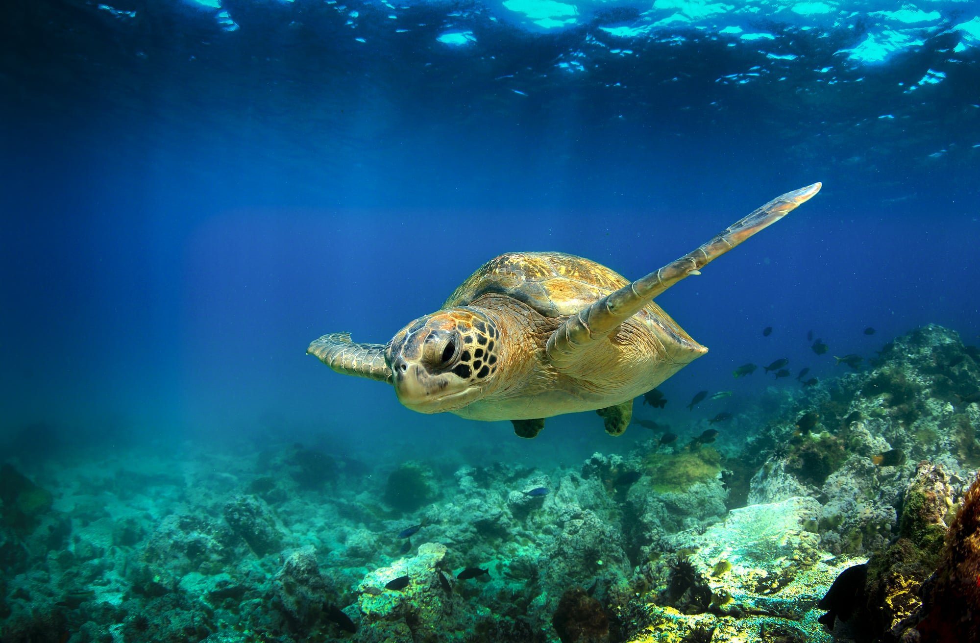 Turtle, Galapagos