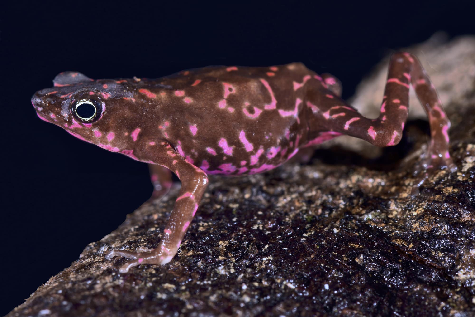 Purple harlequin Toad, Atelopus spumarius barbotiniv, stærkt truet, Surinam, 