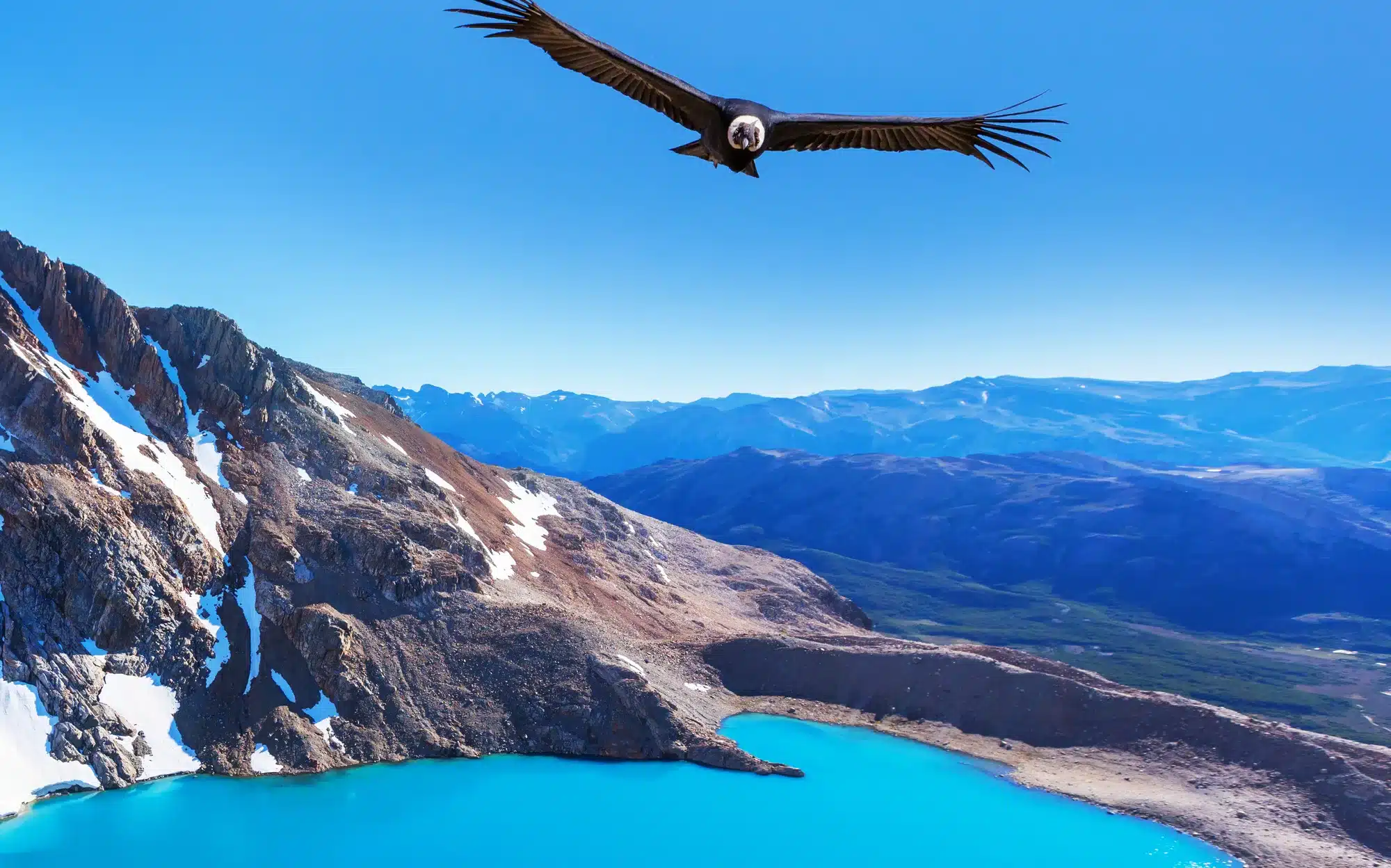 Truede dyr: Condor i Patagonia, Argentina