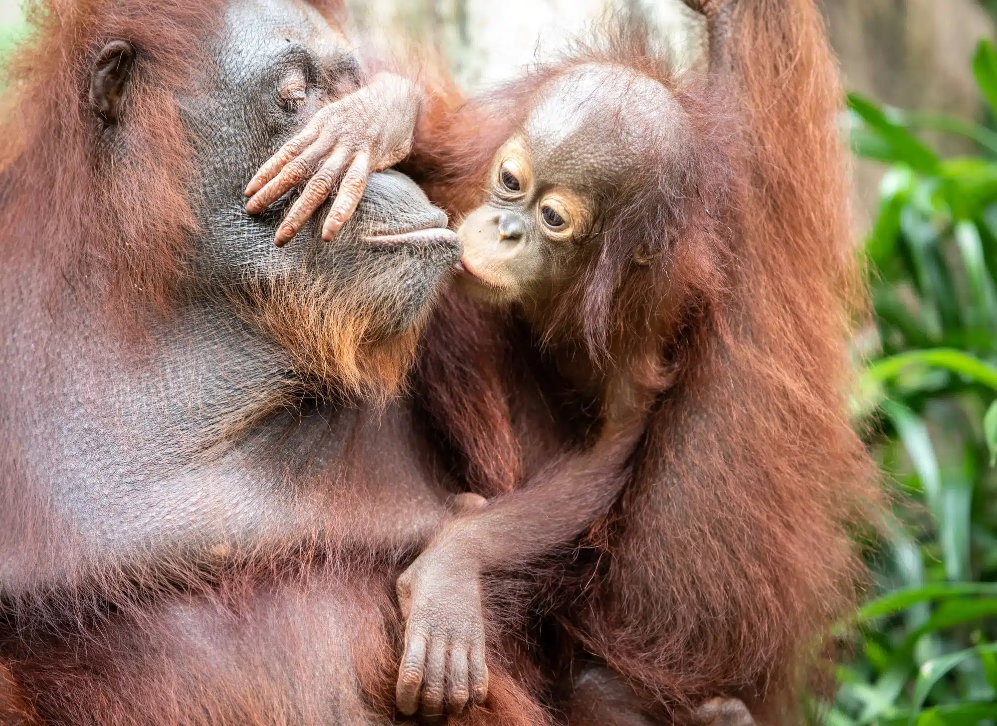 Eco turisme. Portrait of an orangutan in a rainforest.