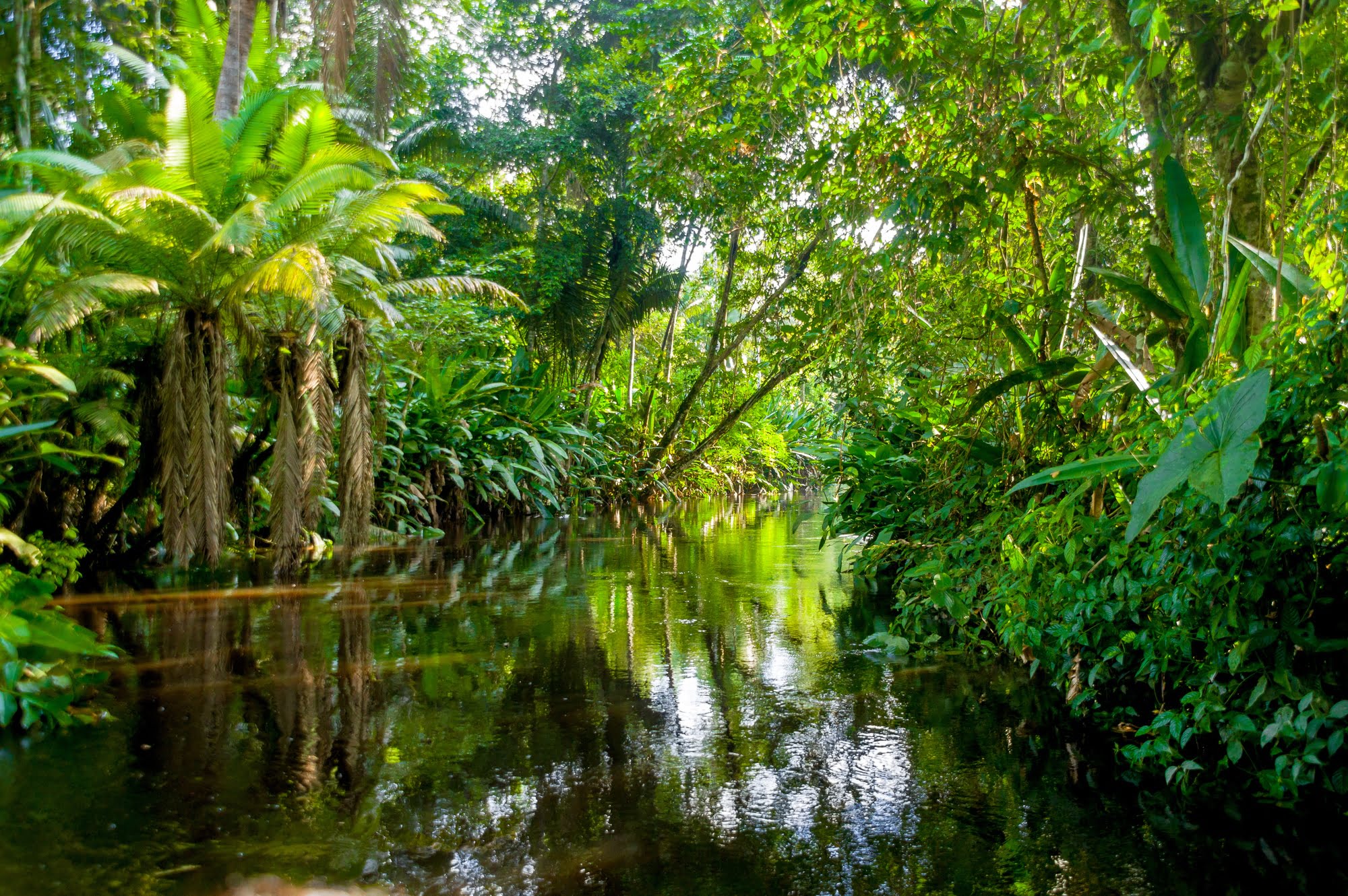 Amazon Jungle paradise