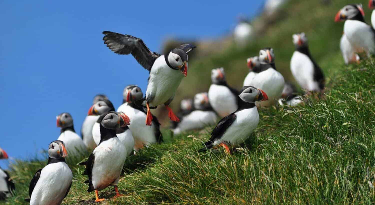 Faroe Islands Sea Parrots