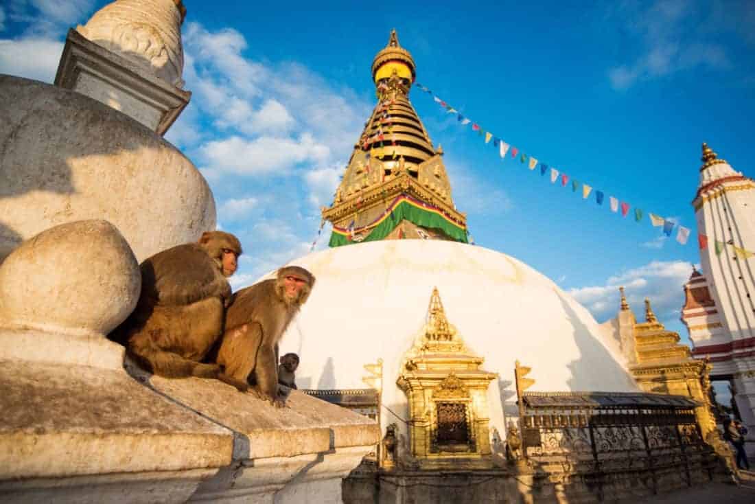 Kathmandu tempel med aber