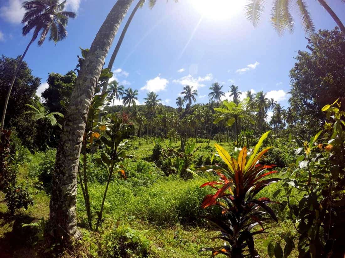 Taveuni Island, Fiji. 1