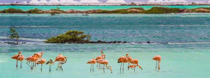 Kan du rejse til Caribien, fx Bonaire med alle de flamingoer?