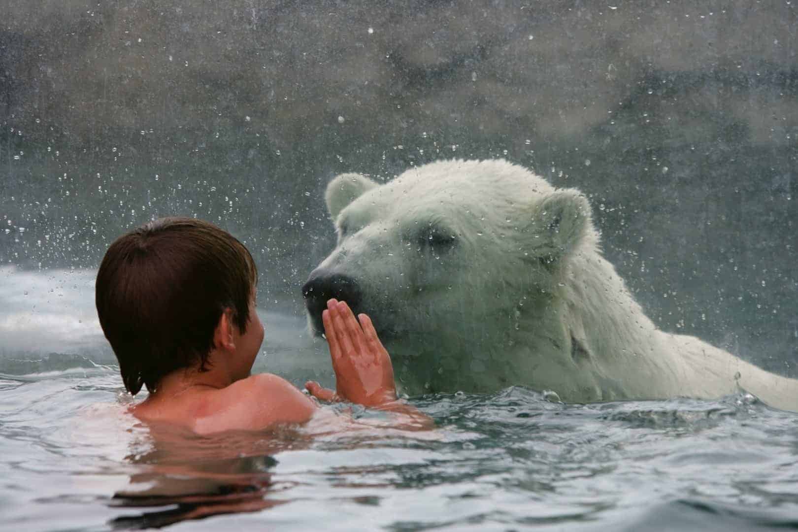 Polar-Bear-Habitat-and-swimming-with-the-bears