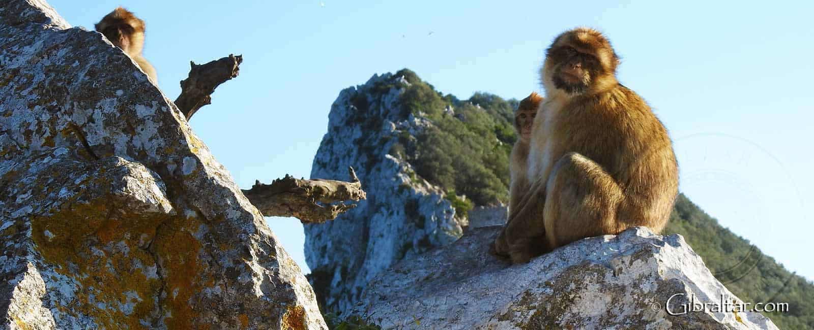 Gibraltar the-upper-rock-nature-reserve-monkeys