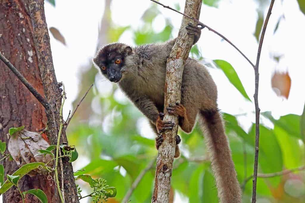 Analamazoatra Madagascar, lemur, Rejsen til Madagaskar