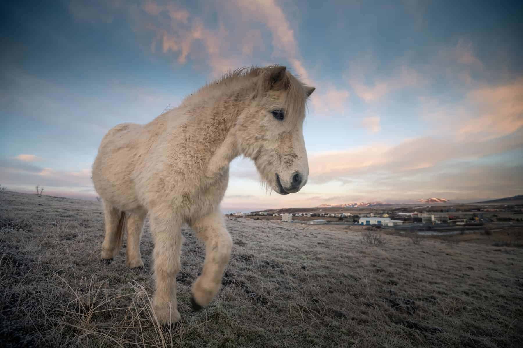 Icelandic horses and beautiful landscape