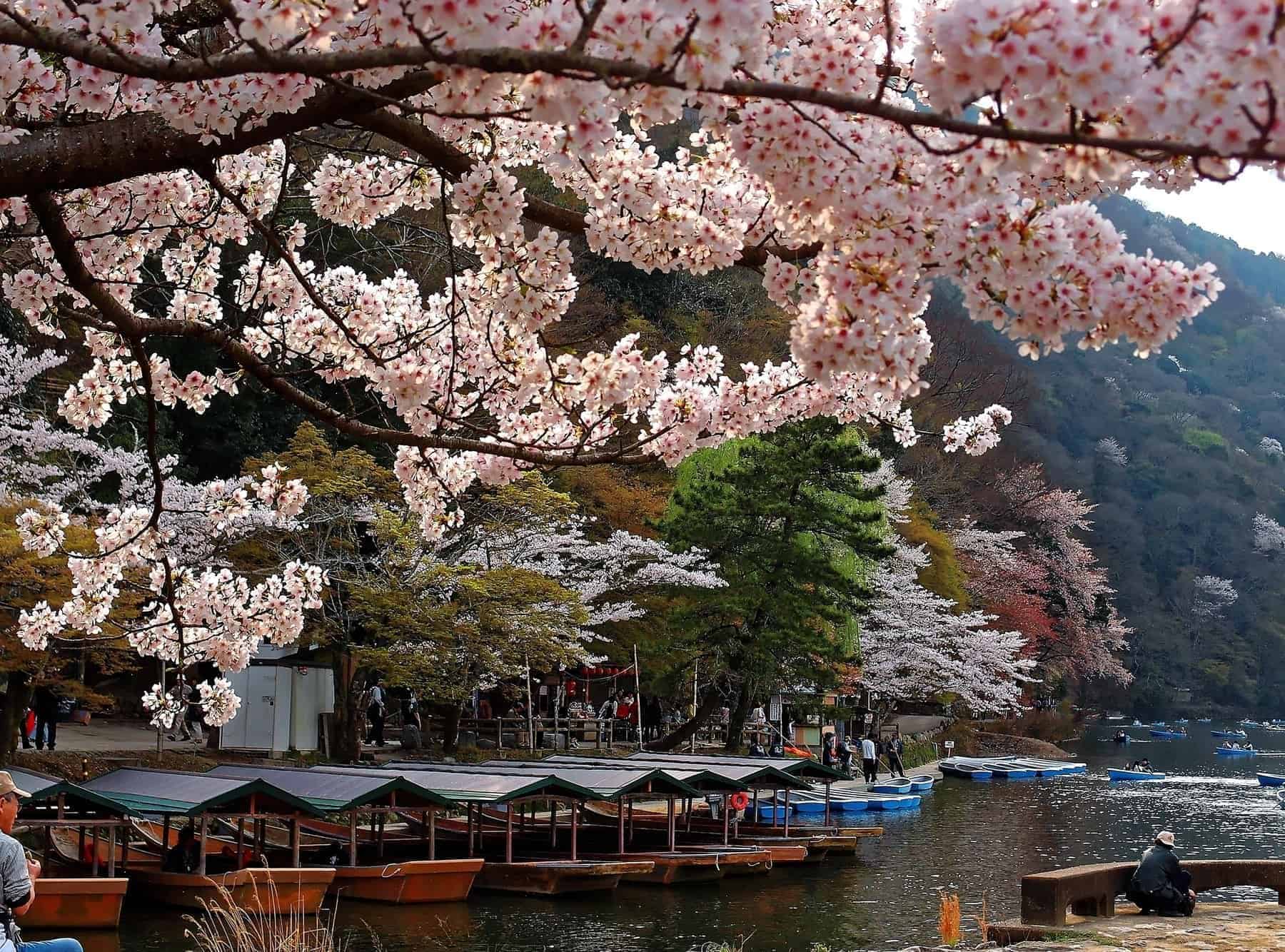 Nærbillede af Sakura blomster kirsebærblomster ved Katsura-floden med traditionelle overdækkede både Yakatabune parkering ved flodbredden i Arashiyama, Kyoto, Japan ~ Smuk japansk natur om foråret