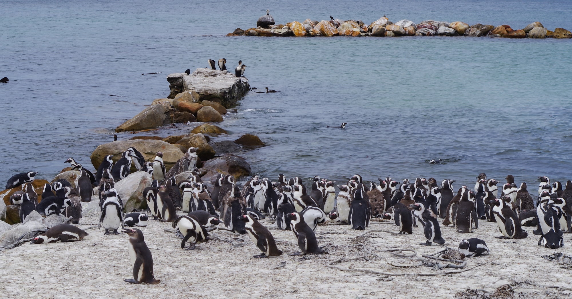African penguins on the sandy coast