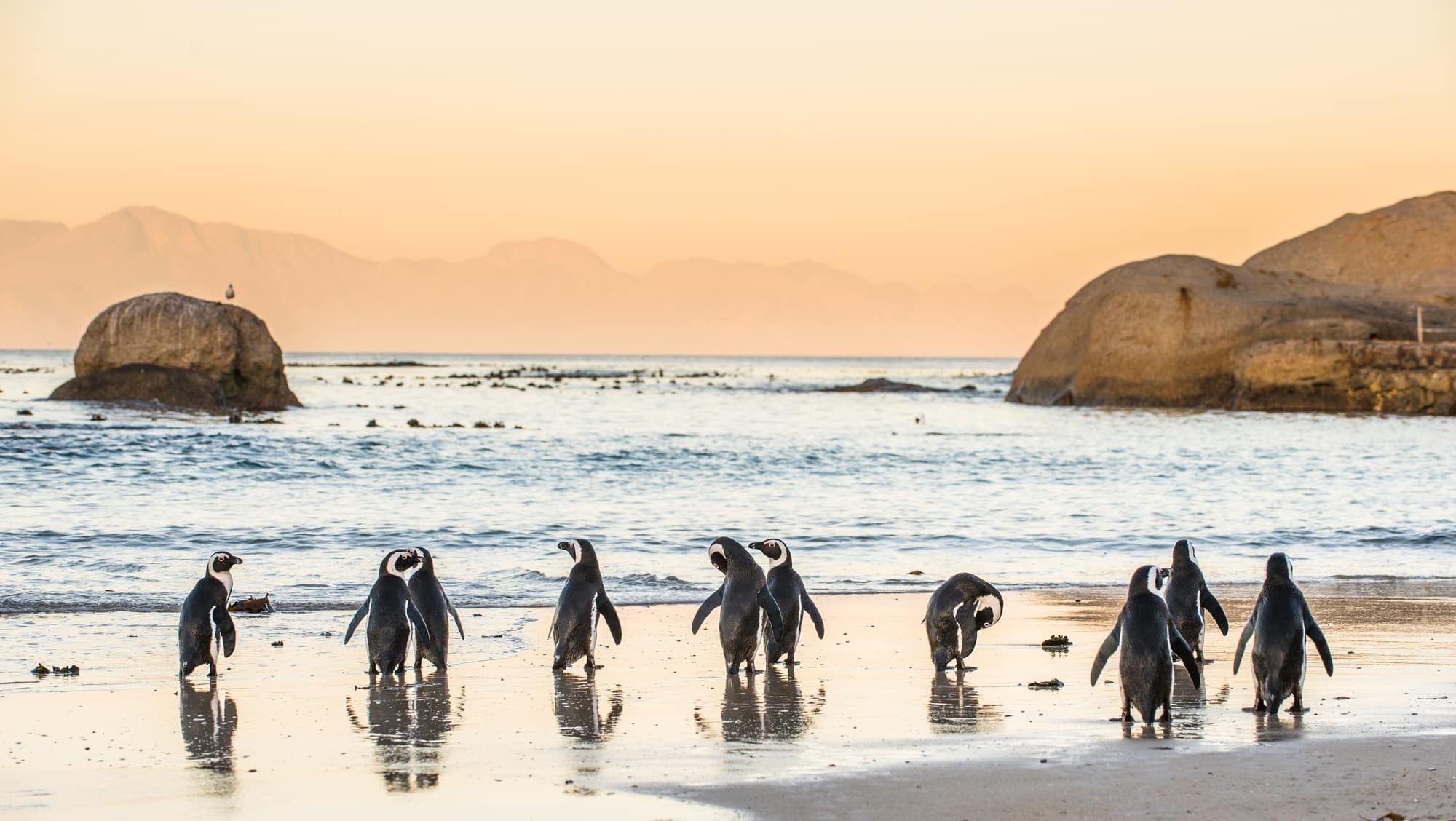 Pingviner set på rejser til Sydafrika