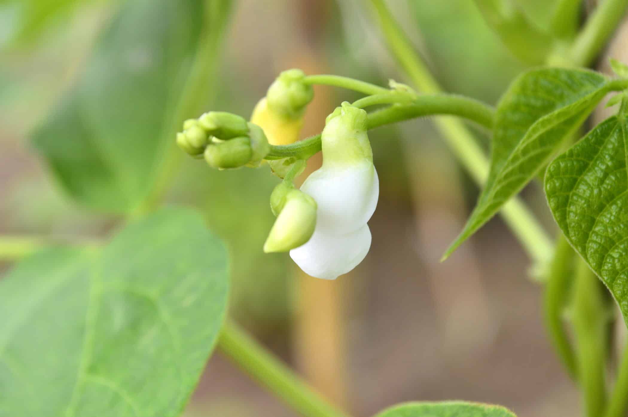 bean flower in a field of flat-megalosperma white beans in the greek region of Prespes, græsk mad