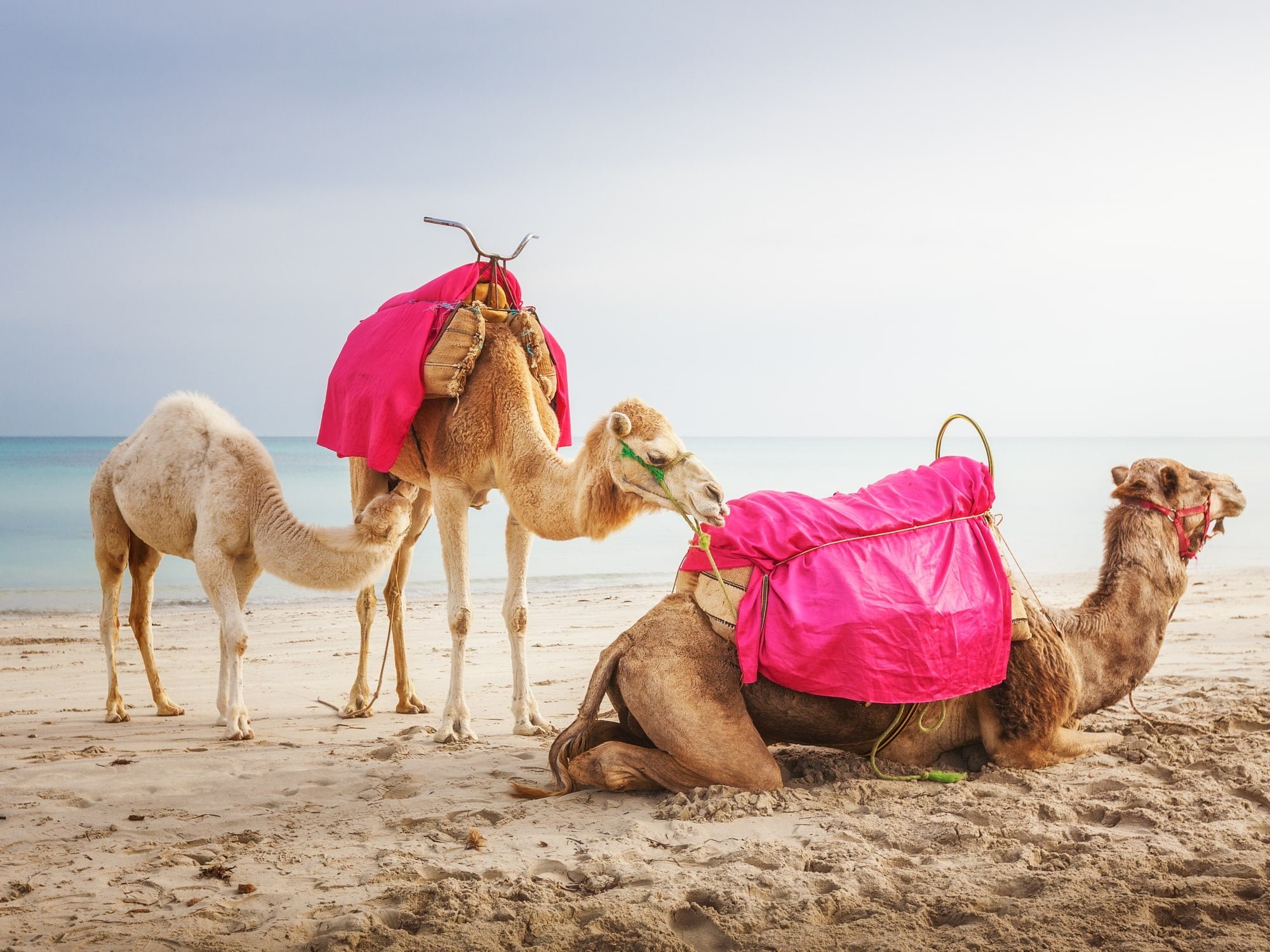 De smukkeste ørkener i verden. Camel family with white baby dromedary on the beach in Tunesia