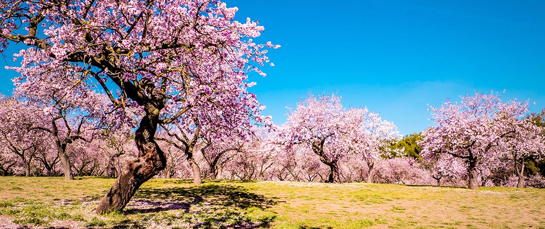 de-los-molinos-madrid (almond trees in spring)