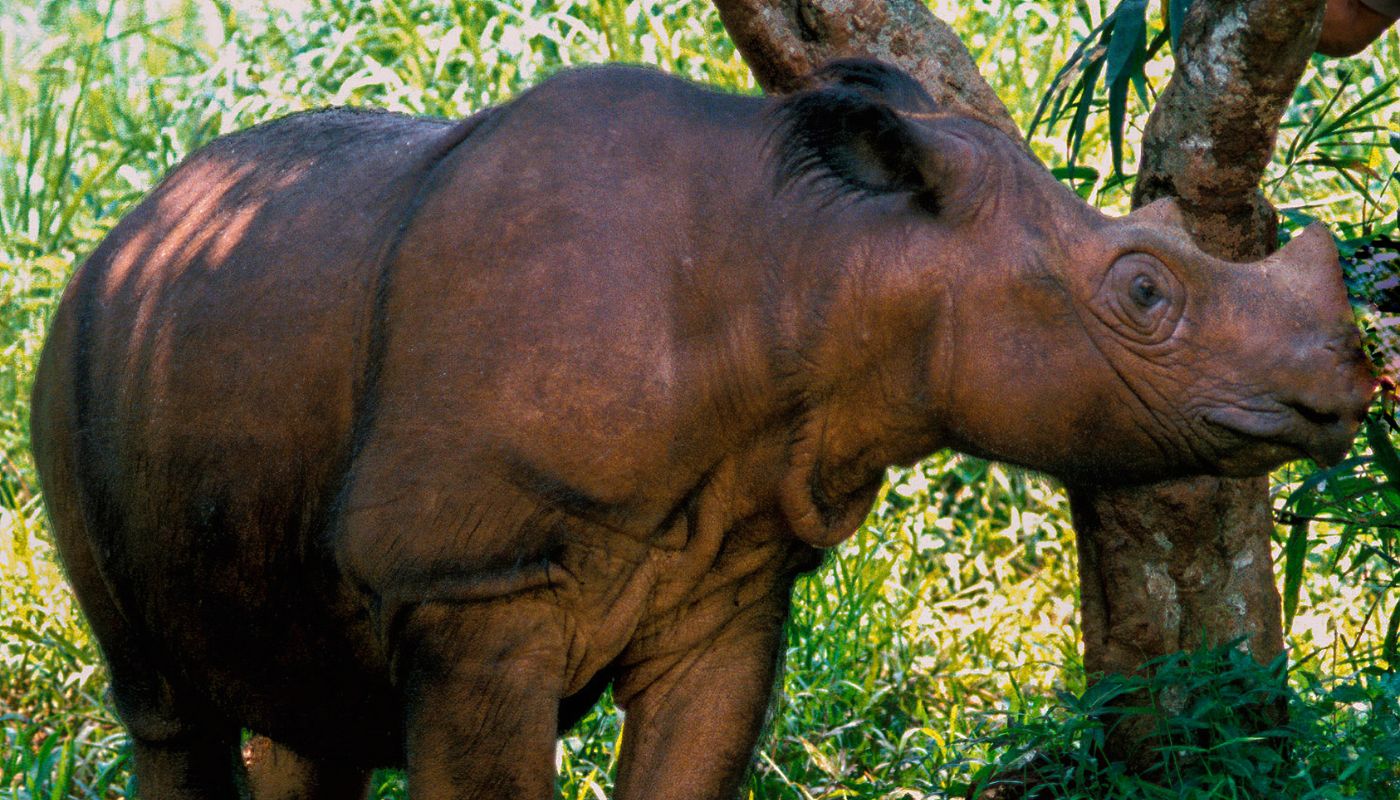 Sumatra-næsehorn