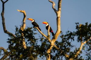 Pantanal er kendt for sin enestående biodiversitet